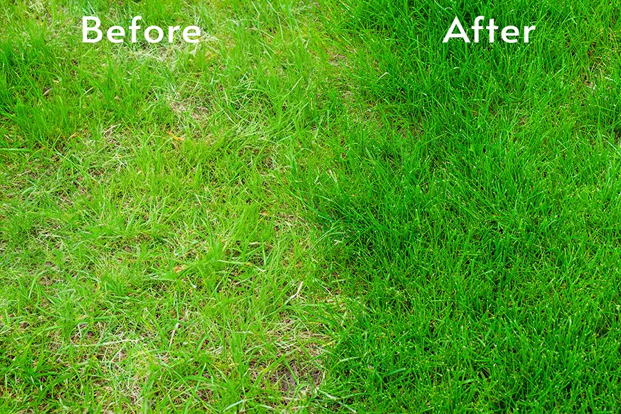 lawn care services over-seeding process, before and after comparison side by side, fuller, greener lawn - Springfield, IL