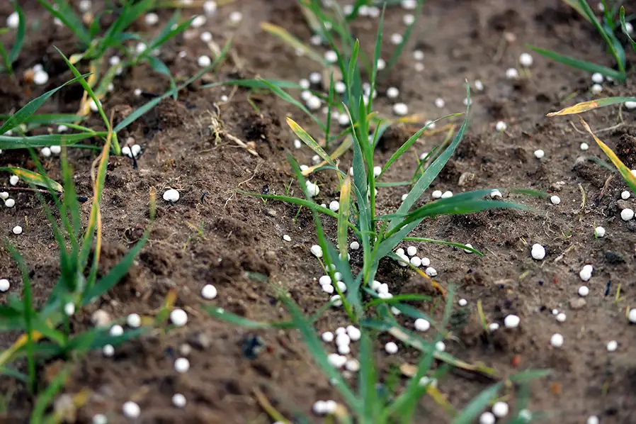 Lawn grass fertilization services, growing grass - Springfield, IL