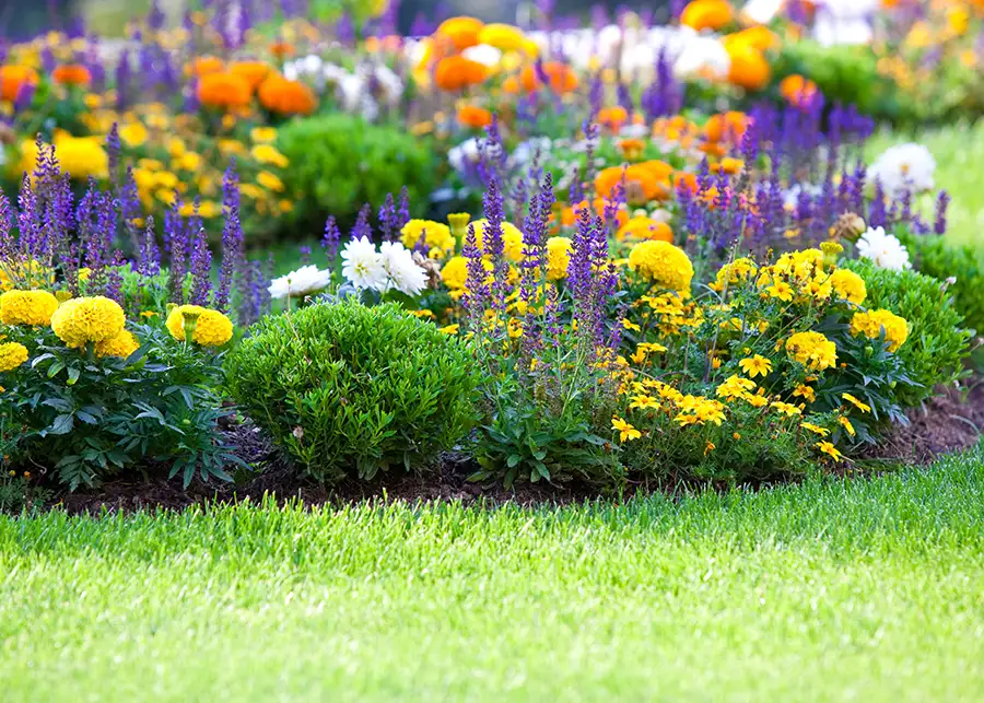 beautiful, well-maintained flowerbed with variety of flowers in many colors - Springfield, IL