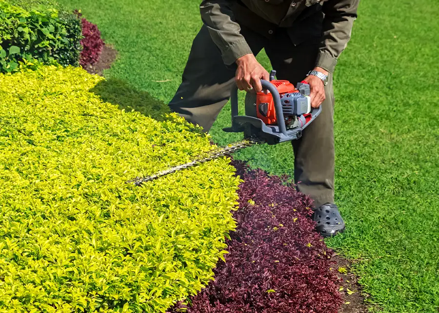 professional landscaper using chain saw to shape and trim shrubs, bushes - Springfield, IL