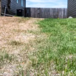 Understanding the Reason Behind Brown Grass