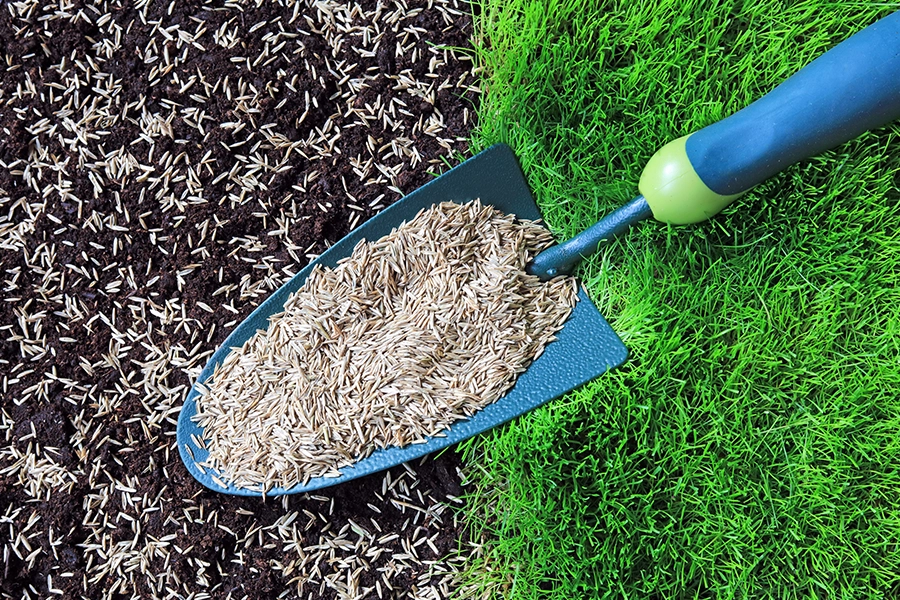 shovel full of grass seed over mud and green grass in Springfield, IL.