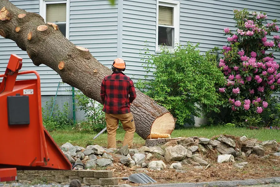 manual worker removing tree in residential area in springfield il