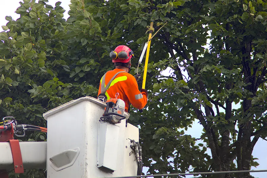 trimming tree in boom lift nacelle branch cutting in springfield il