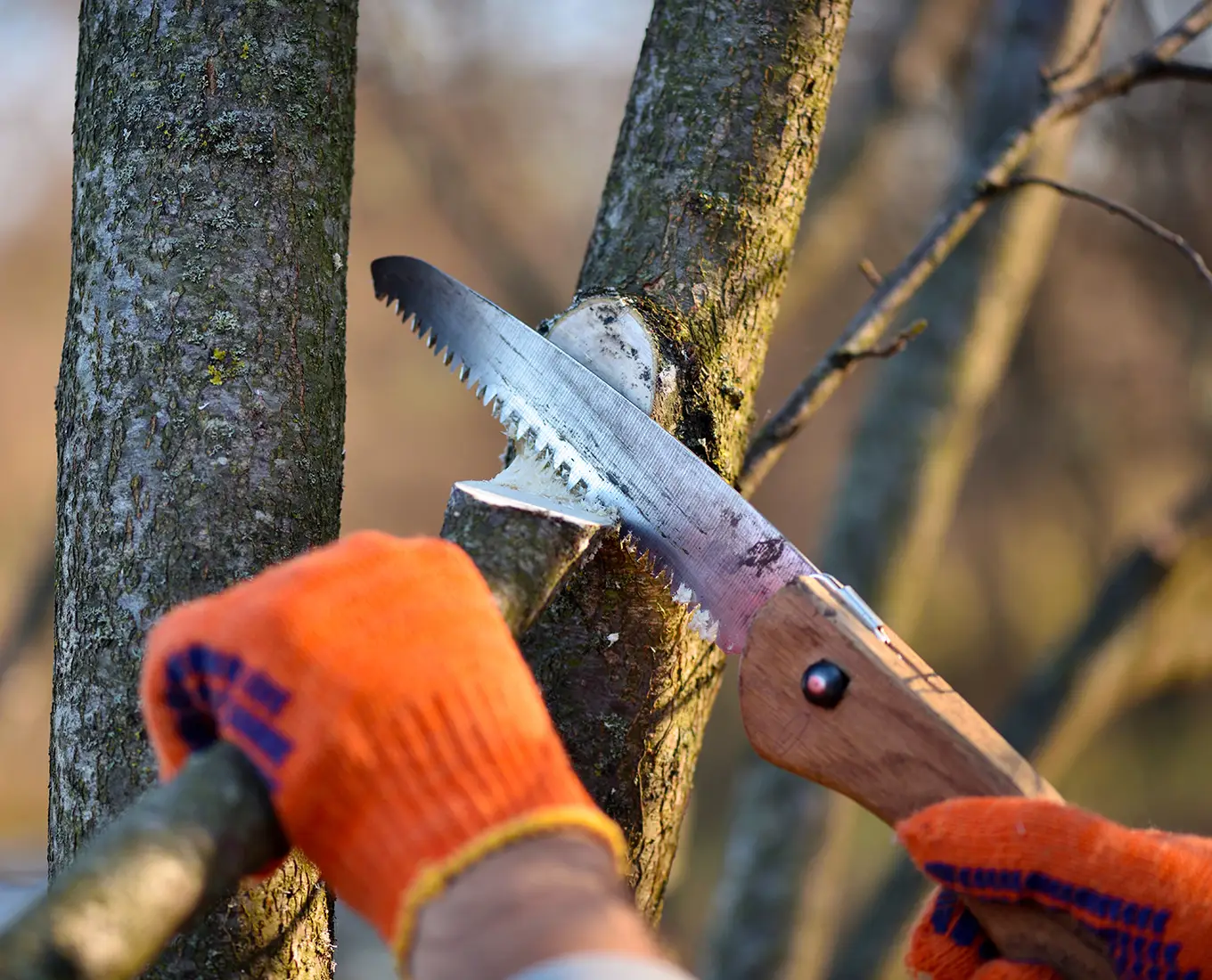 Hands with gloves of gardener doing maintenance work, pruning trees in autumn in springfield il